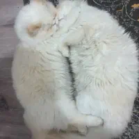 دو برادر پرشین