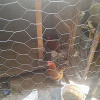 مرغ وخروس|حیوانات مزرعه|ساری, |دیوار