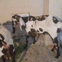 بز وبزغاله پنچاپ