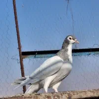 ماده چپ نقره ایی