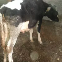 گوساله نر|حیوانات مزرعه|مهربان, |دیوار