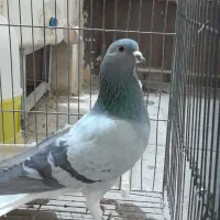 نر روس دمپاک