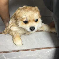 نظافت چی و نگهبان کلینیک دامپزشکی