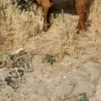 کهرنر و بز پاکستانی