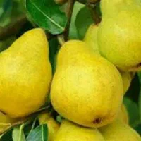 نهال مقاوم به سرما مناسب کاشت پاییزه و زمستانه