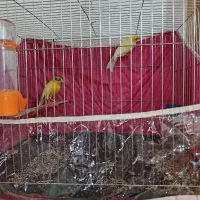 دوجفت قناری|پرنده|کرمان, |دیوار