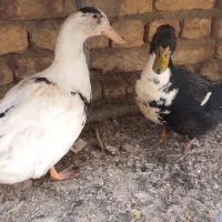 اردک بومی|حیوانات مزرعه|پیر بکران, |دیوار