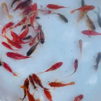 فروش ماهی قرمز،بچه ماهی و ...|ماهی|رشت, گیل|دیوار