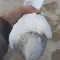 لایه دم سفید و سه تا کفتر دگ