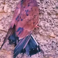 سلام خدمت دوستان تعدادی کفترتضمینی ساعتی