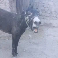 الاغنر|حیوانات مزرعه|فلارد, |دیوار