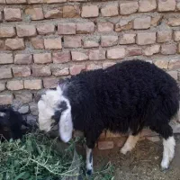 بره ماده کموری|حیوانات مزرعه|سربیشه, |دیوار