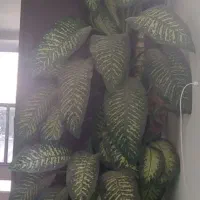 گل دیفن باخیا