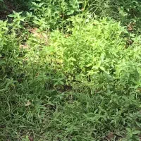 ۵۰ هزار متر شالیزار سنددار زیباکنار