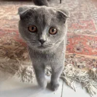 گربه اشکاتیش ماده ۴ماهه