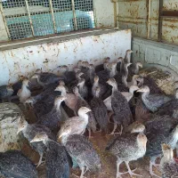 جوجه بوقلمون برنز انگلیسی