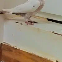 چینی سرخ ماده