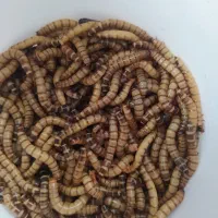 سوپر ورم زنده