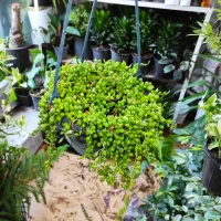 تخفیفات گل و گیاه مهران شروع شد|گل و گیاه طبیعی|بیرجند, |دیوار