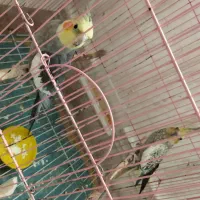 جفت عروس هلندی|پرنده|ایذه, |دیوار