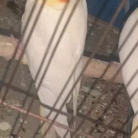 یک عدد عروس هلندی نر و دوتا جوجه