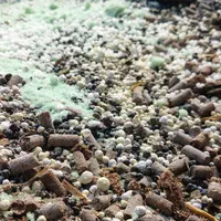 هرس وکودهی وبیل زنی.علف تراشی و آزمایش خاک|خدمات باغبانی و درختکاری|ساری, |دیوار