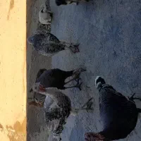 بوقلمون|حیوانات مزرعه|کوهدشت, |دیوار