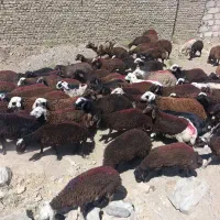 بره نر همو و هترو نه فقط افشاری درجه 1