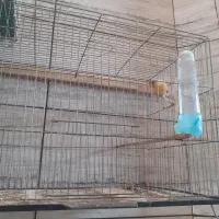 قناری نر مست|پرنده|شهریار, شهرک مصطفی خمینی|دیوار