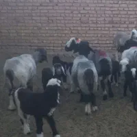 میش