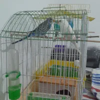 مرغ عشق|پرنده|اطاقور, |دیوار