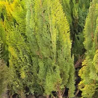 فـروش ویژه کاج های زینتی