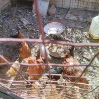 10 عدد جوجه مرغ