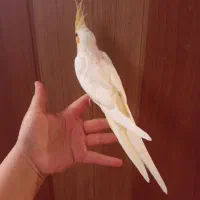 عروس هلندی دستی|پرنده|صدرا-فارس, فاز ۱|دیوار