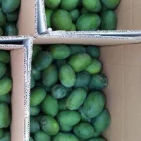 میوه انبه ترشی جهت مغازه داران میوه فروش ها