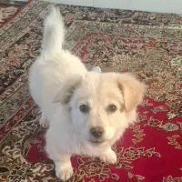 فروش سگ شماره تماس