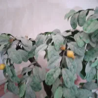 شلف ودرخت انار|گل مصنوعی|قم, باجک یک|دیوار