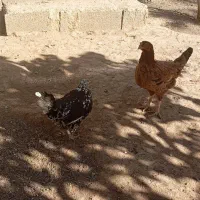 خروس ومرغ تخم گذار محلی|حیوانات مزرعه|سنندج, |دیوار
