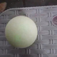 گوهرشب چراغ