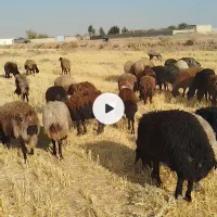 میش افشار|حیوانات مزرعه|شاهینشهر, گرگاب|دیوار