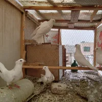 کبوتر|پرنده|کرج, مهرویلا جنوبی|دیوار