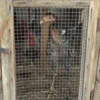 مرغ و خروس لاری