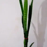 گل های آپارتمانی|گل و گیاه طبیعی|سردشت, |دیوار