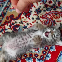 بچه گربه