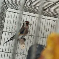 سهره نر گردن کلفت