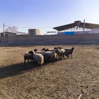 میش جوان|حیوانات مزرعه|محمدشهر, ولدآباد|دیوار