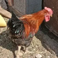 خروس|حیوانات مزرعه|گناباد, |دیوار