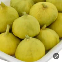 نیرو جهت چیدن انجیر