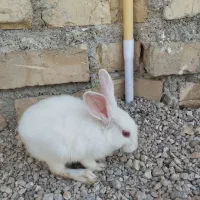 خرگوش دستی خانگی بامزه