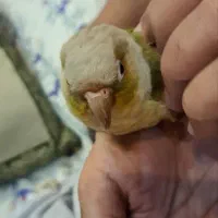 گرینچیک کاسکو طوطی سخنگو|پرنده|مشهد, رضاشهر|دیوار